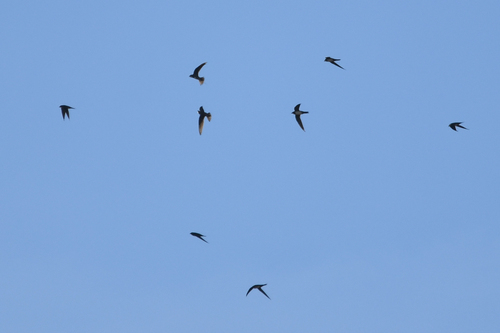 Alpine Swift