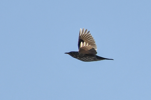 Mistle Thrush