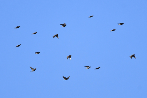 European Starling