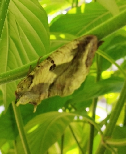 Dot-underwing Moth