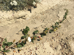 Calystegia macrostegia amplissima