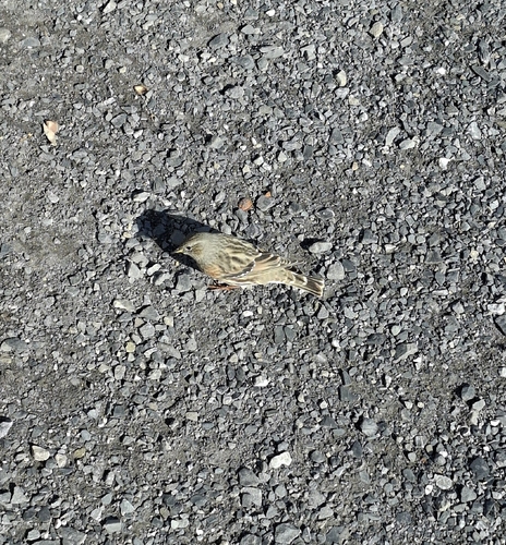 Alpine Accentor