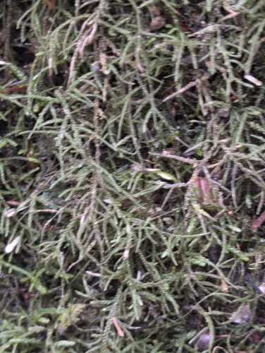 Camptochaete excavata, 2026-10-15