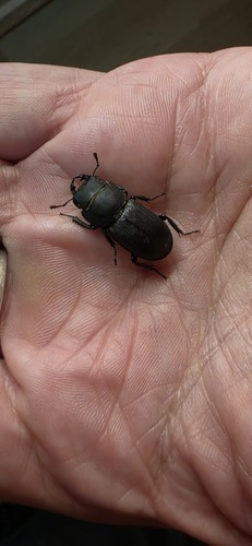 Lesser Stag Beetle
