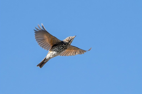 Song Thrush