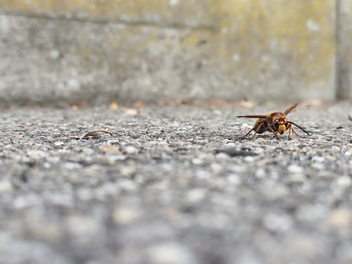 European Hornet
