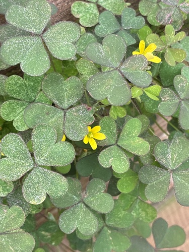 Creeping Woodsorrel
