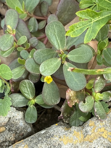 Common Purslane