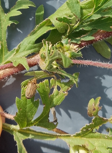 ragweed leaf beetle