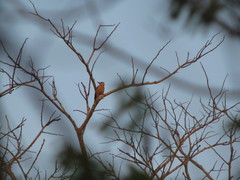 Melanerpes pygmaeus