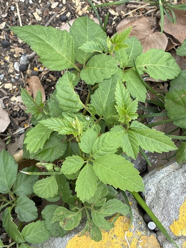 Bushkiller