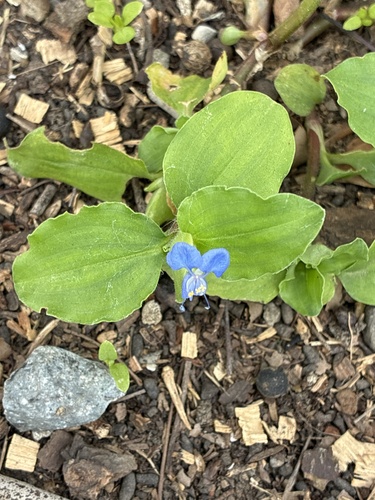 Benghal Dayflower