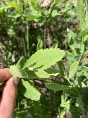 Myrica hartwegii