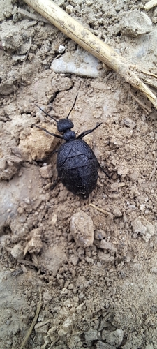 rugged oil beetle
