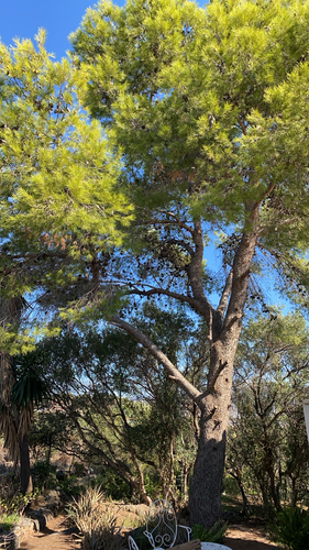 Aleppo pine