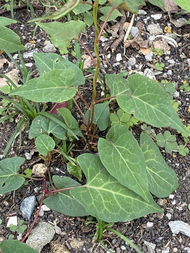 tuber fleeceflower