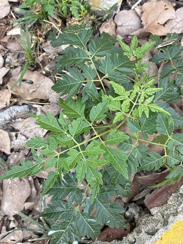 Chinaberry