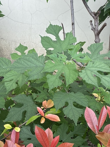 Paper mulberry