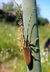 Agapanthia asphodeli