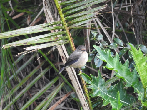 iNaturalist image