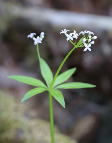 Black bedstraw (Galium japonicum)