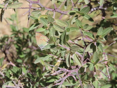 Callophrys affinis apama