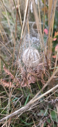 Wasp Spider