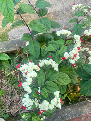 Clerodendrum thomsoniae observed 2026-10-15
