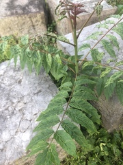 Ailanthus altissima