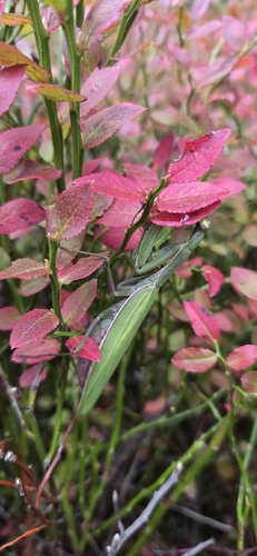 European Mantis