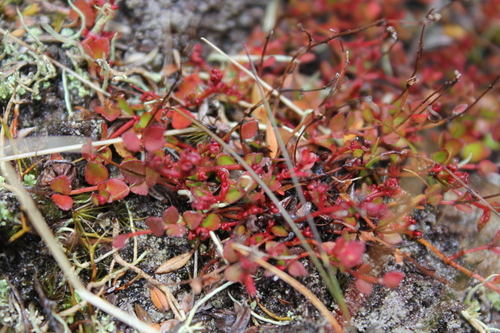 Gonocarpus micranthus observed 2026-10-15