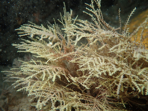 Sertularella observed 2026-10-06