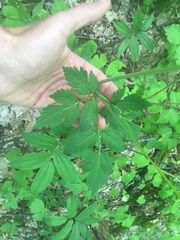 Thaspium barbinode