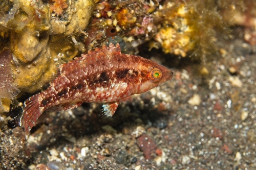Oxycheilinus bimaculatus observed 2026-10-14