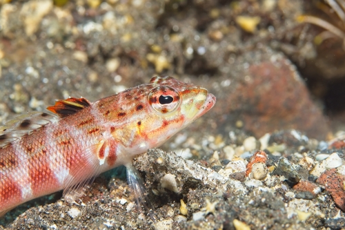 Parapercis schauinslandii observed 2026-10-14