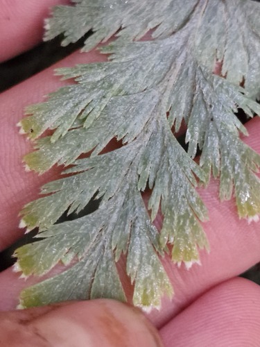 Hymenophyllum pallidum observed 2026-07-25