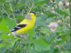 Spinus tristis