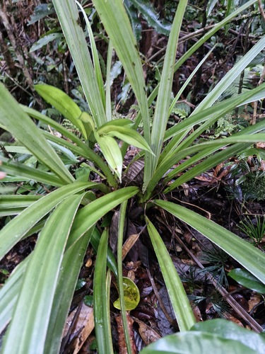 Astelia neocaledonica (Astelia neocaledonica)