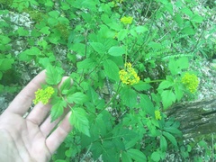 Thaspium barbinode
