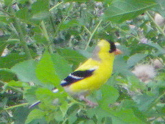 Spinus tristis