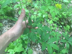 Thaspium barbinode