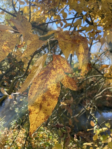 green ash