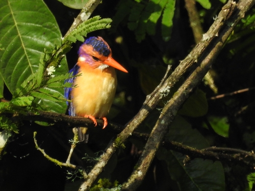 iNaturalist image