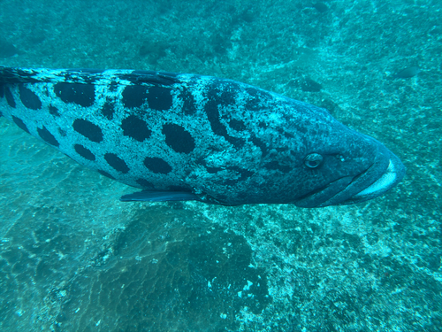 Epinephelus tukula observed 2026-10-15