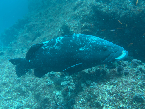 Epinephelus tukula observed 2026-10-15