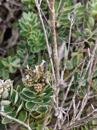 Cyathopsis albicans observed 2026-07-26