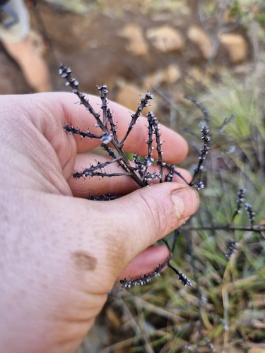 Beaupreopsis paniculata observed 2026-07-26