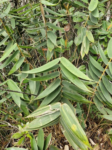 Greslania circinata observed 2026-07-26