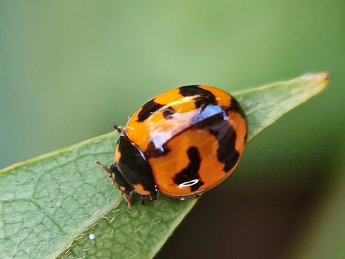 Small Transverse Ladybird Beetle