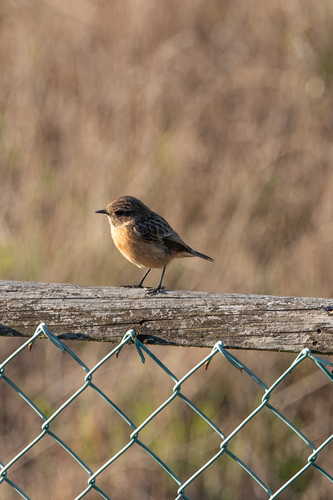 European Stonechat